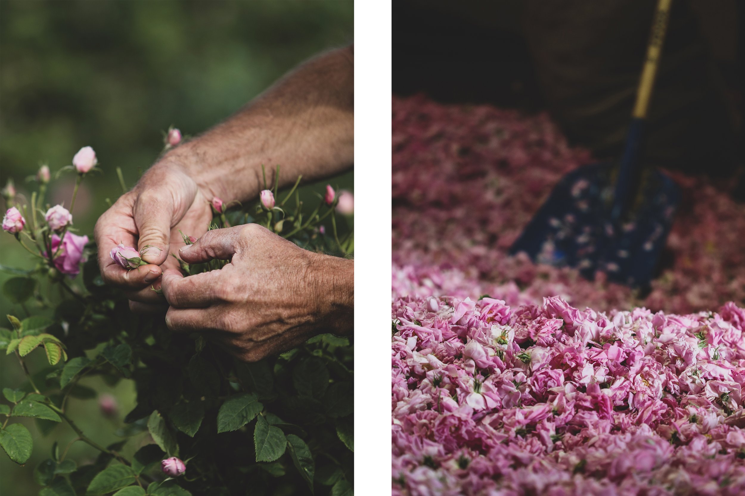 Mountain Rose Herbs: Our Farms 
