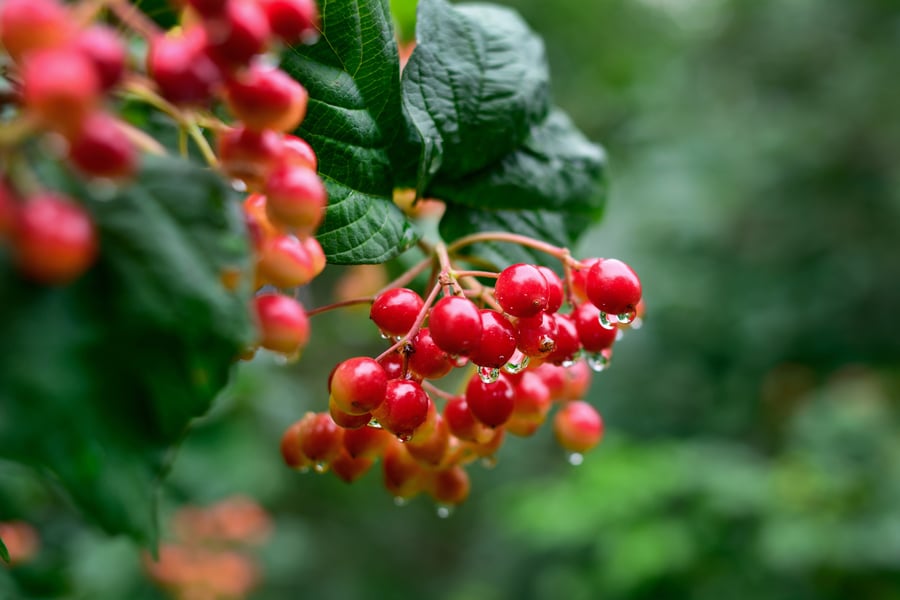 Schisandra Monograph_Berries_AdobeStock_524030230