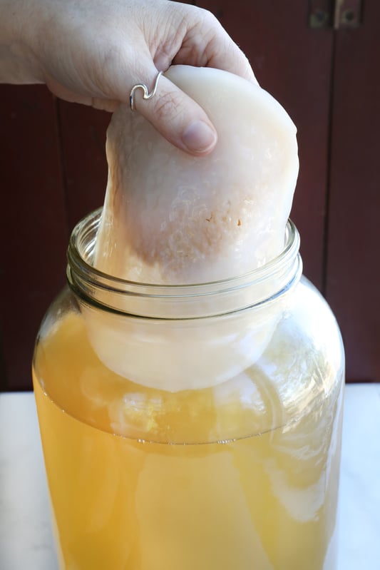 Hand pulling out SCOBY from glass jar of kombucha tea