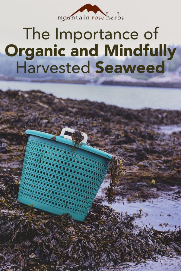 Pinterest Image for Organic Seaweed Harvest