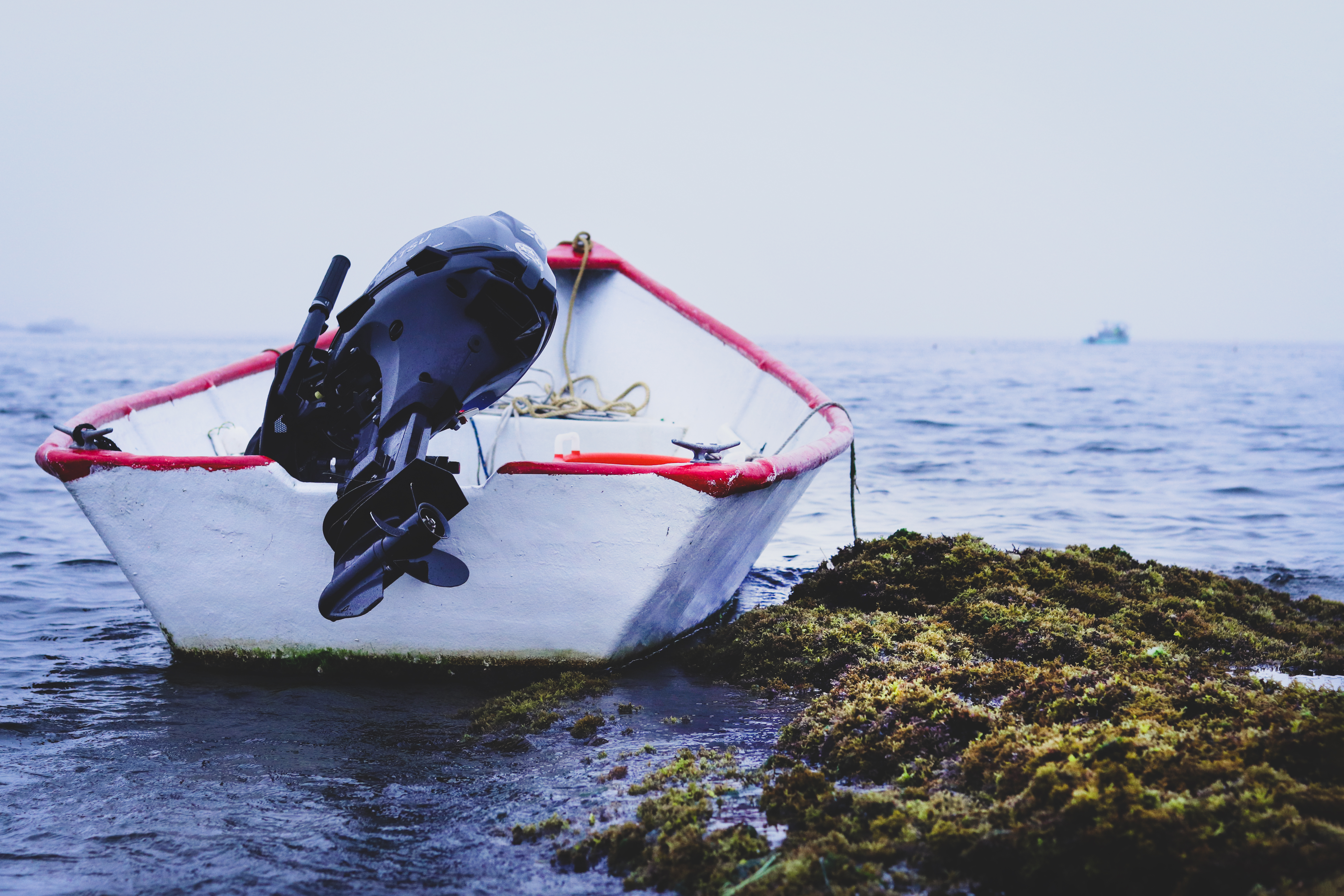 White and red boat docked next to seaweed. 