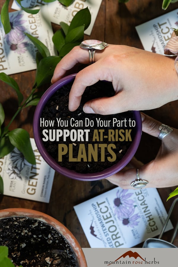 Hands planting seeds in a pot with text that reads "How You Can Do Your Part to Support At-Risk Plants."