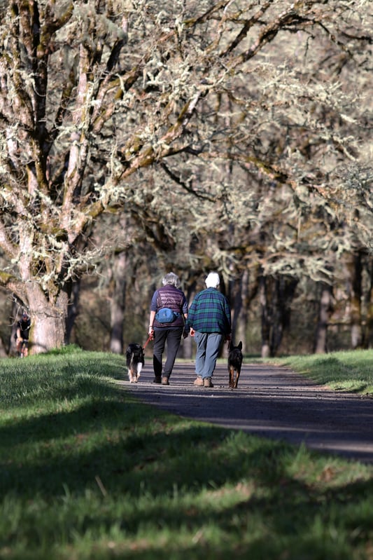 Two people walking on road with their dogs on paved road under trees and next to grassy fields