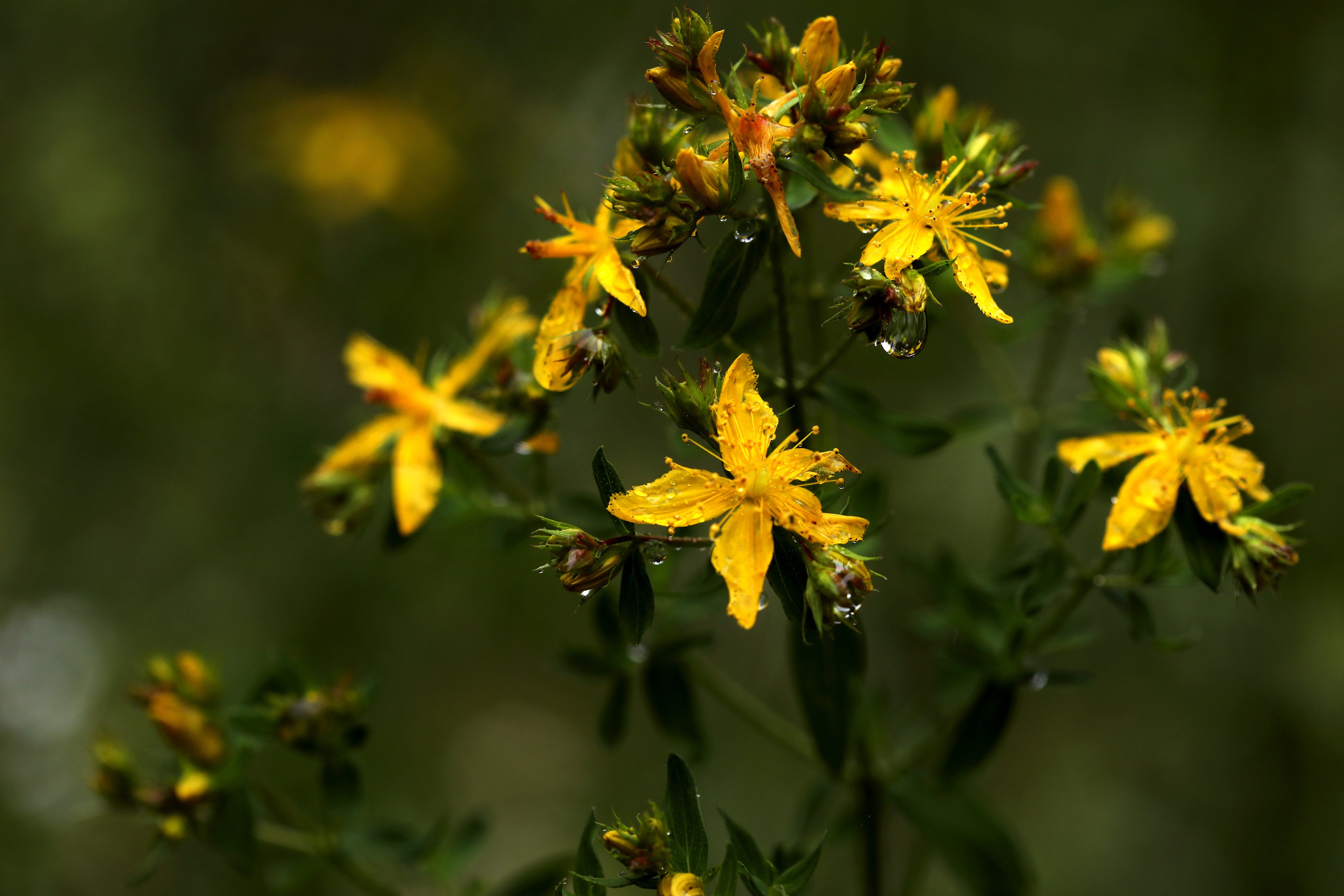 Flowering St. Johns Wort plant with yellow flowers