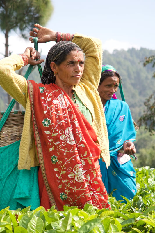 Woman carrying basket of tea leaves in India in Kumaon Tea Region