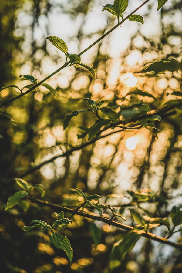 Golden hour with leaves