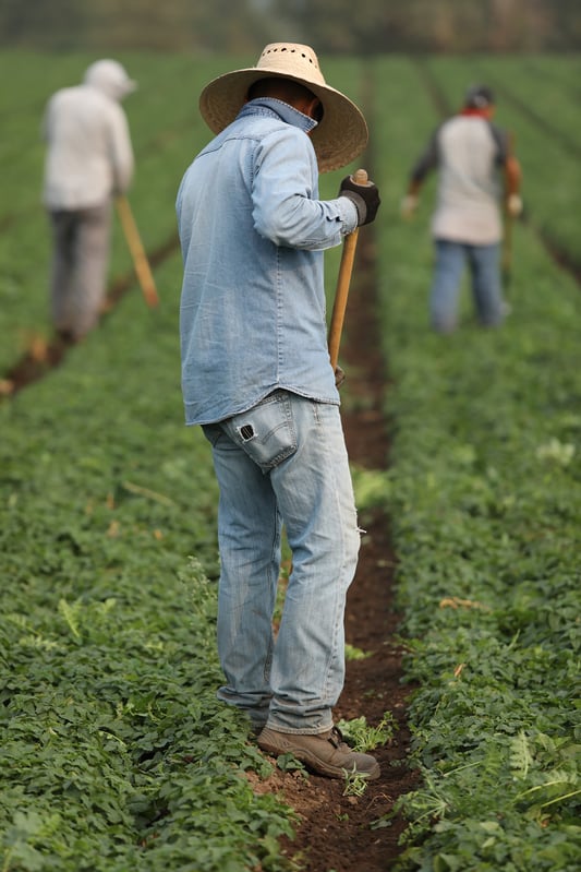 Farmer wearing denim standing with rake out on green farm with other farmers