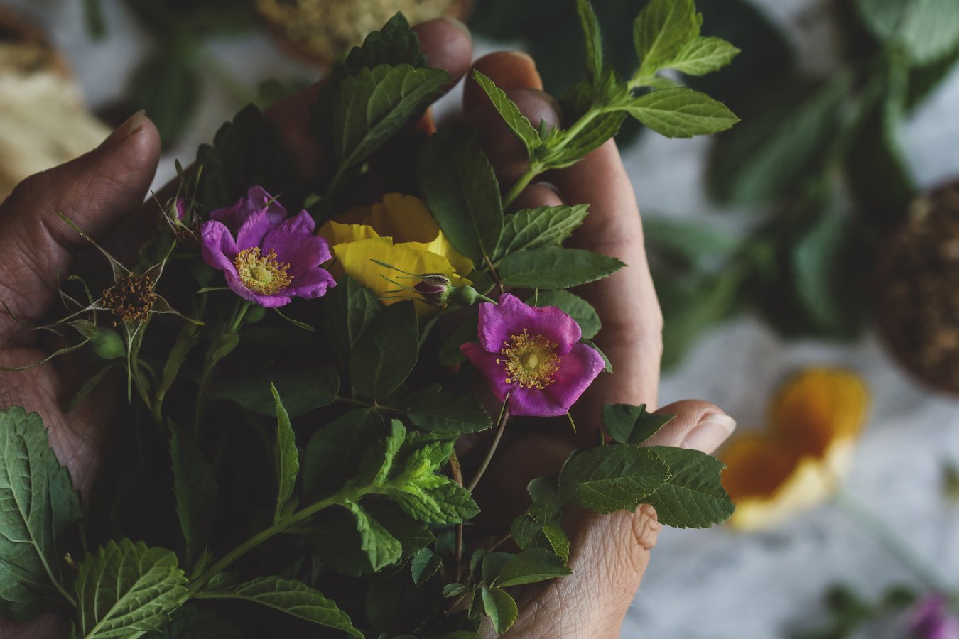 Hands holding wild roses