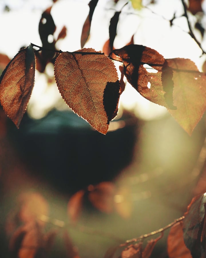 Leaves in the autumn sun