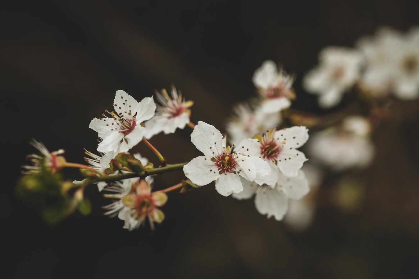 Flower blossoms in spring