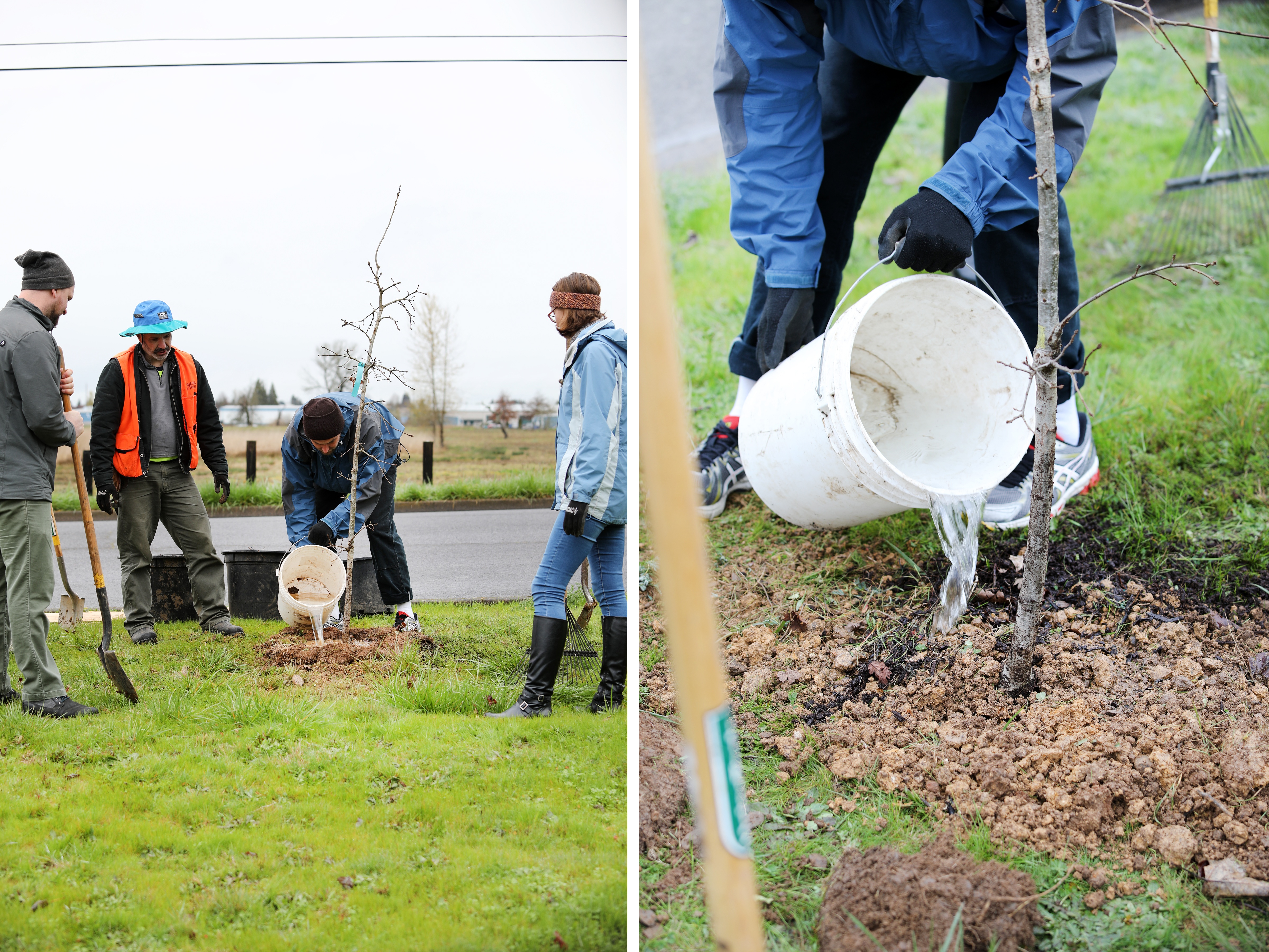 People planting and watering trees near open field