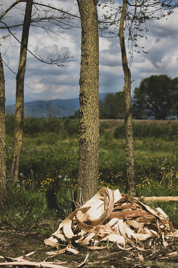 Slippery elm trees with bark piled on the ground