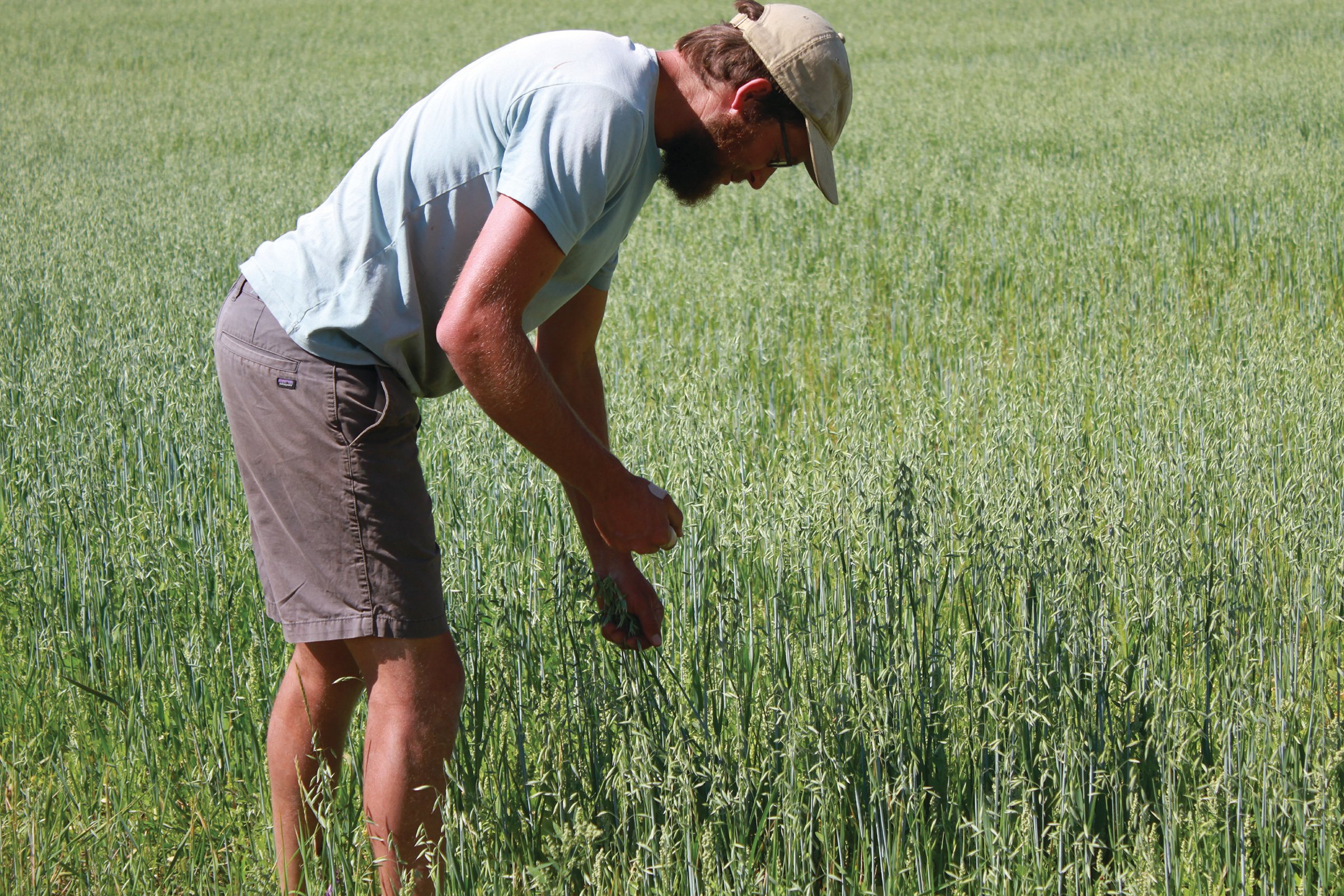 Young man in green field hand-harvesting milky oat tops