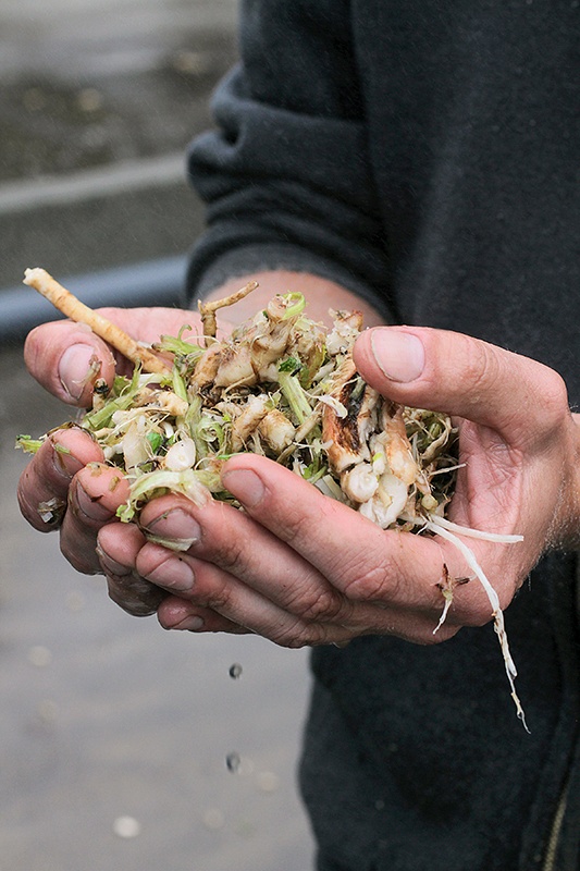 hands holding valerian root and dirt