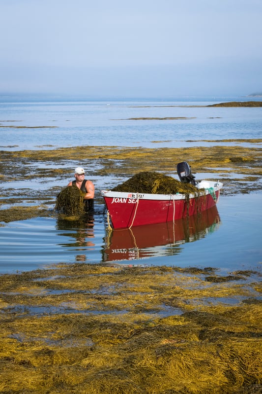 Seaweed harvester out in the water hauling seaweed onto boat