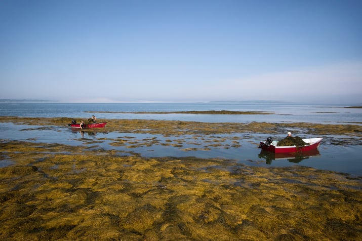 Red boats out on the sea for harvesting bladderwrack 