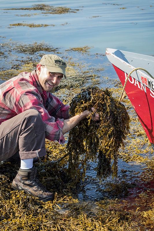 Man crouching down near water and holding bladderwrack to carry into boat
