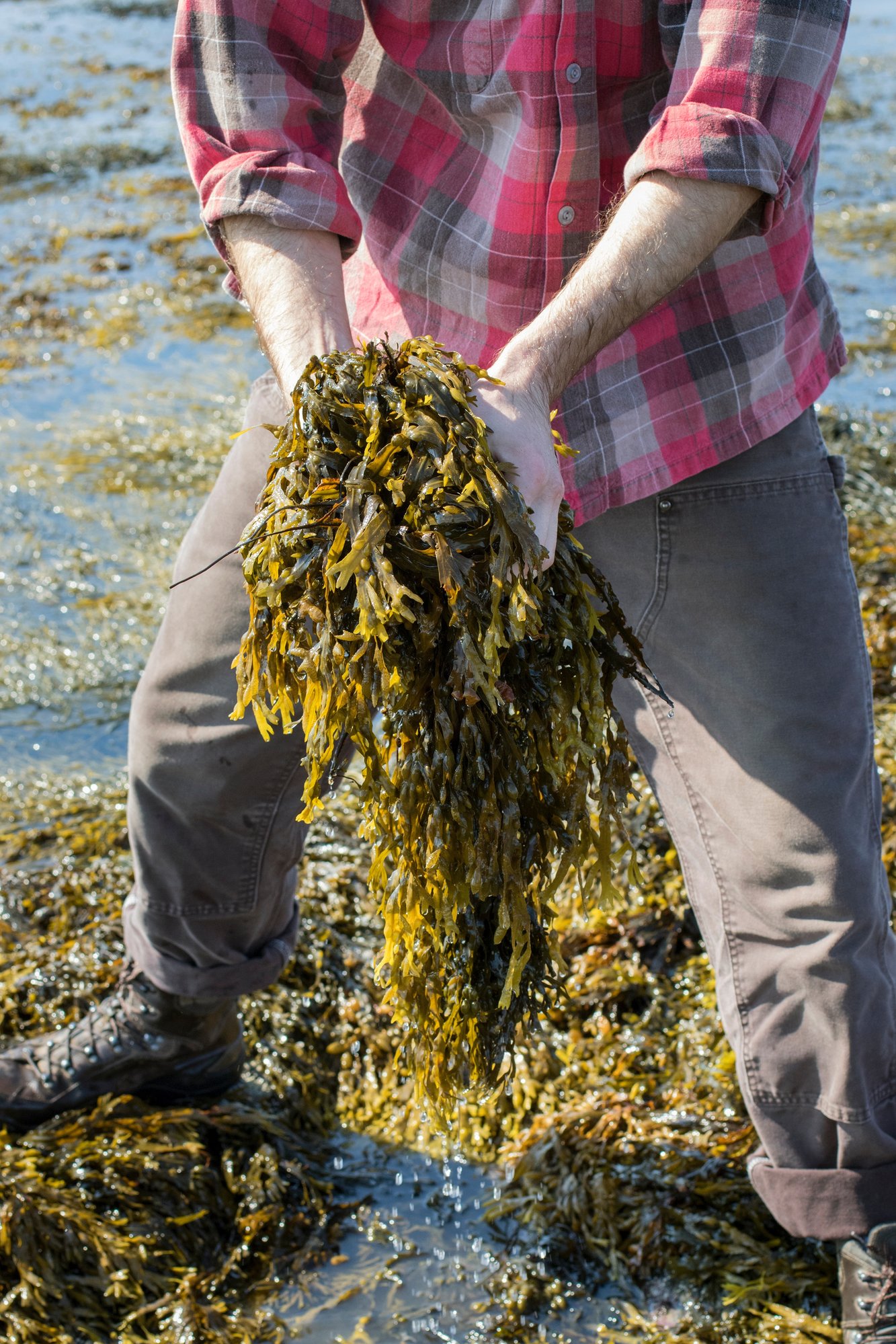 Harvesting Seaweeds off the Coast of the Atlantic