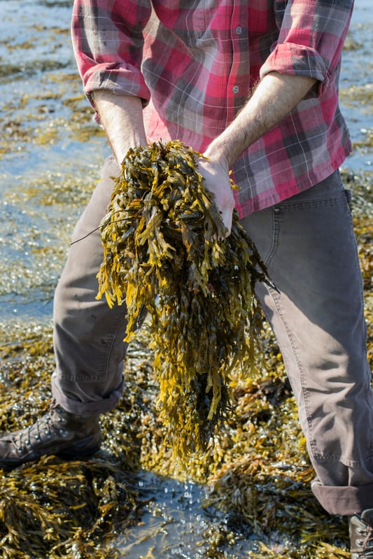 Hands holding bladderwrack out on the atlantic ocean harvesting seaweed
