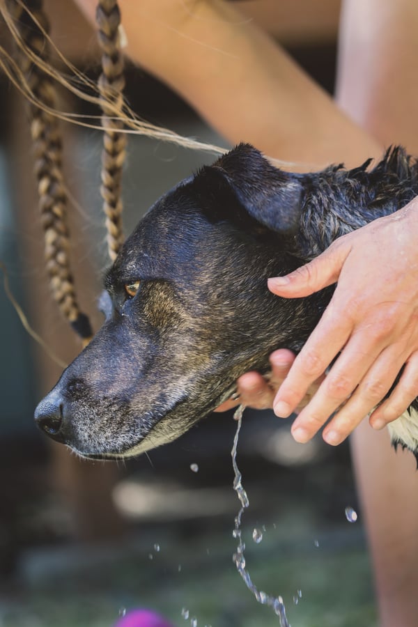 Close up of a dog's head while getting a bath.
