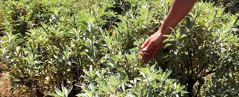 A person examining a cultivated organic white sage plant