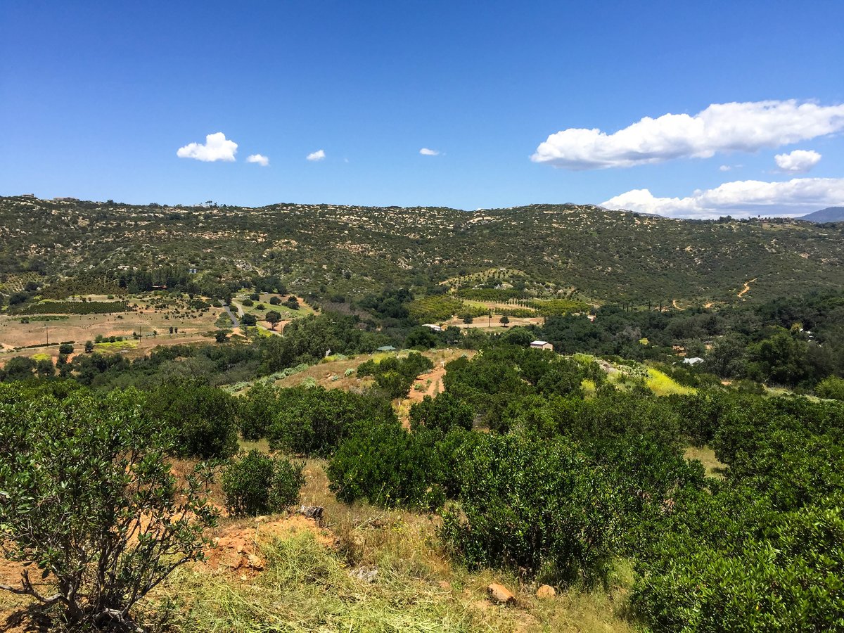 A beautiful view from the cultivated organic white sage farm in southern California