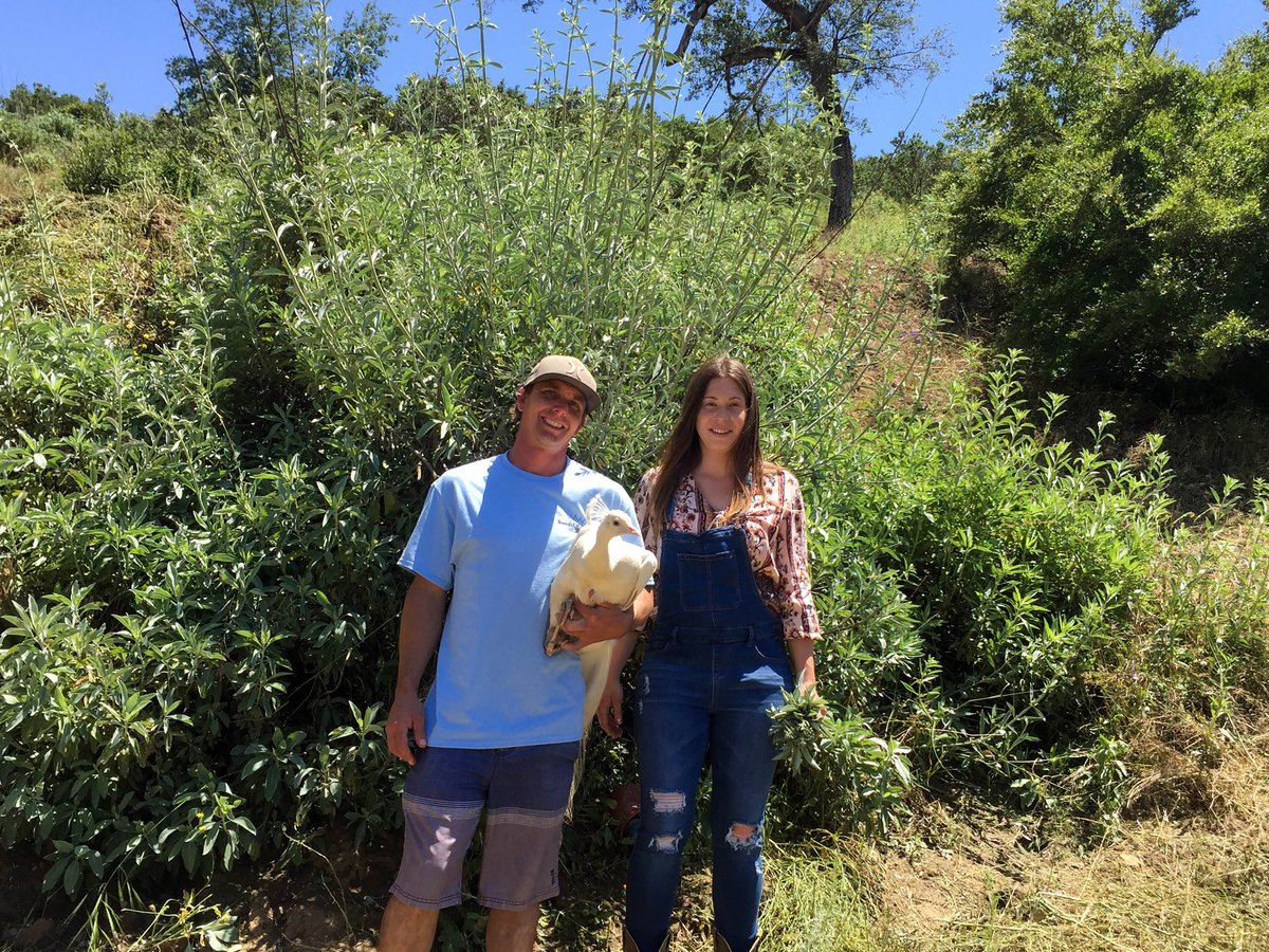 Cultivated organic sage farmers in front of sage plant