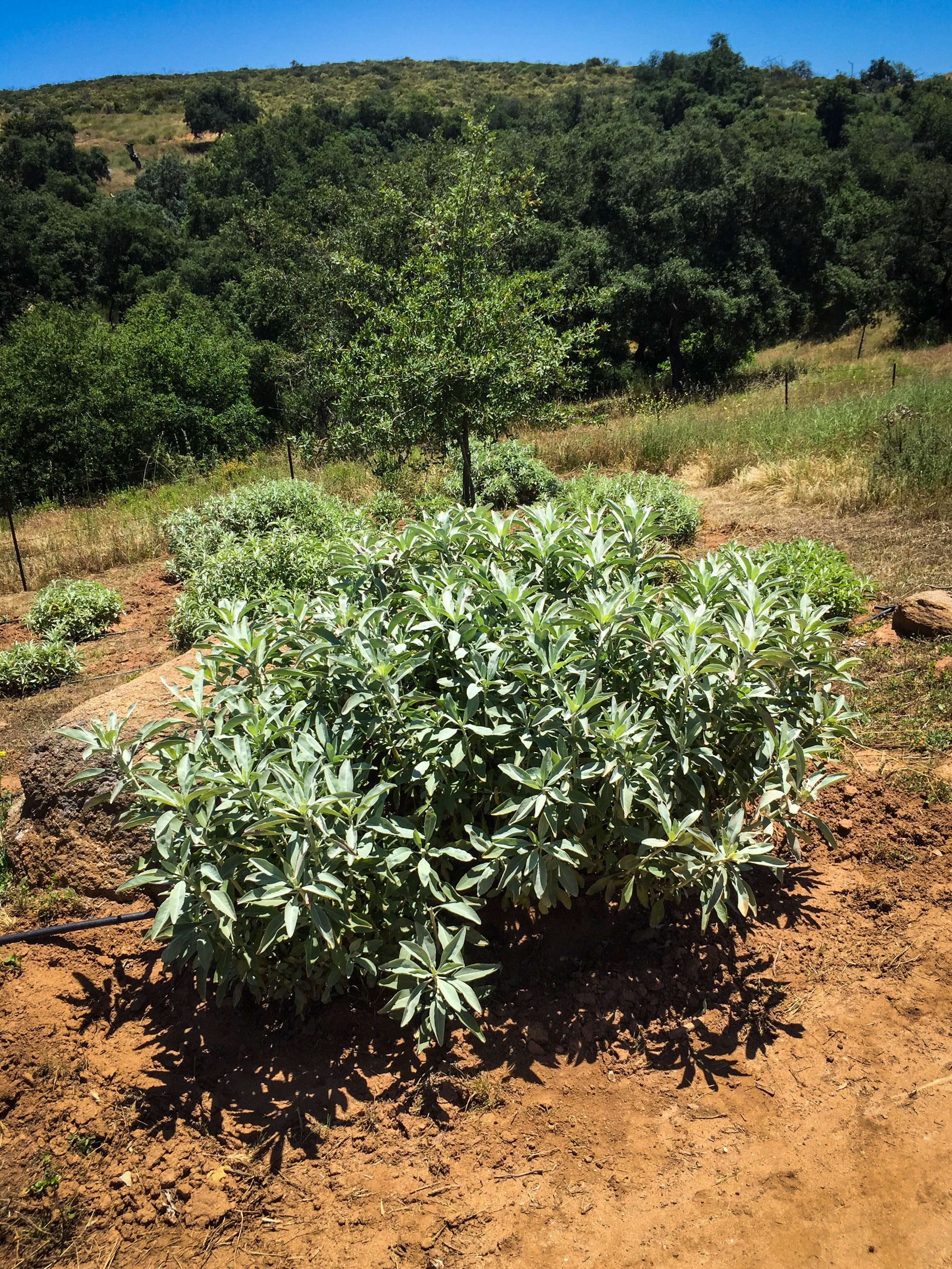 Endangered White Sage Procuring Organic Cultivated Salvia Apiana