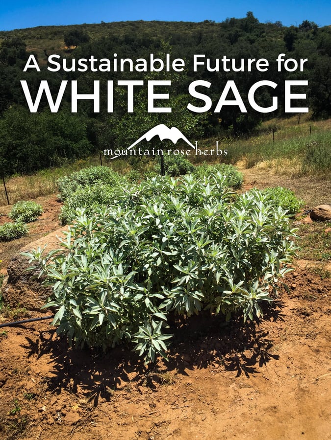 Endangered White Sage Procuring Organic Cultivated Salvia Apiana