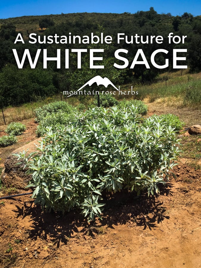 Picture of White Sage Plant to go to Pinterest