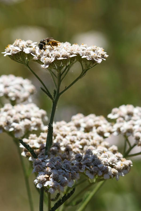 Pollinator bee on some flowering yarrow planted in the rain garden and bioswale at Mountain Rose Herbs facility in Eugene, Oregon