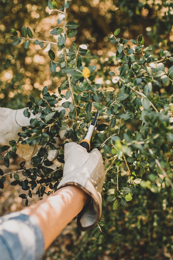 A person cutting yaupon holly with clippers in preparation for roasting yaupon leaves for tea.