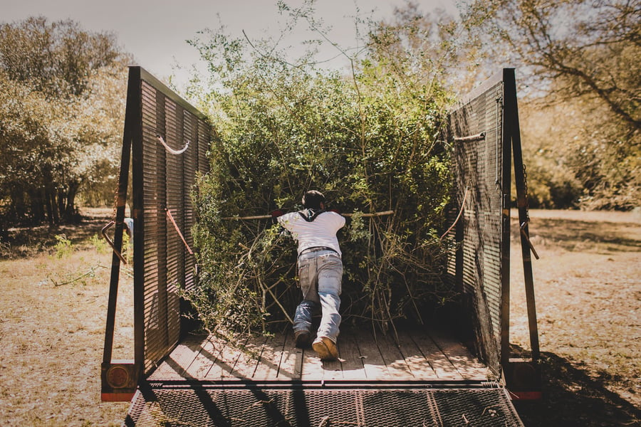 Cut yaupon holly being loaded in a truck.