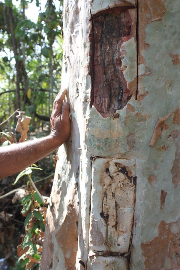 A farmer shows off bark collection methods on this arjuna tree trunk