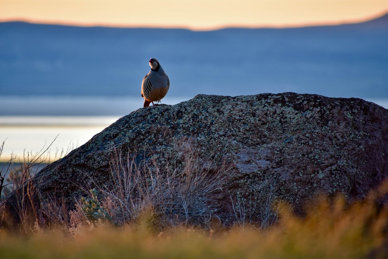 Chukar bird on rock Alvord Desert