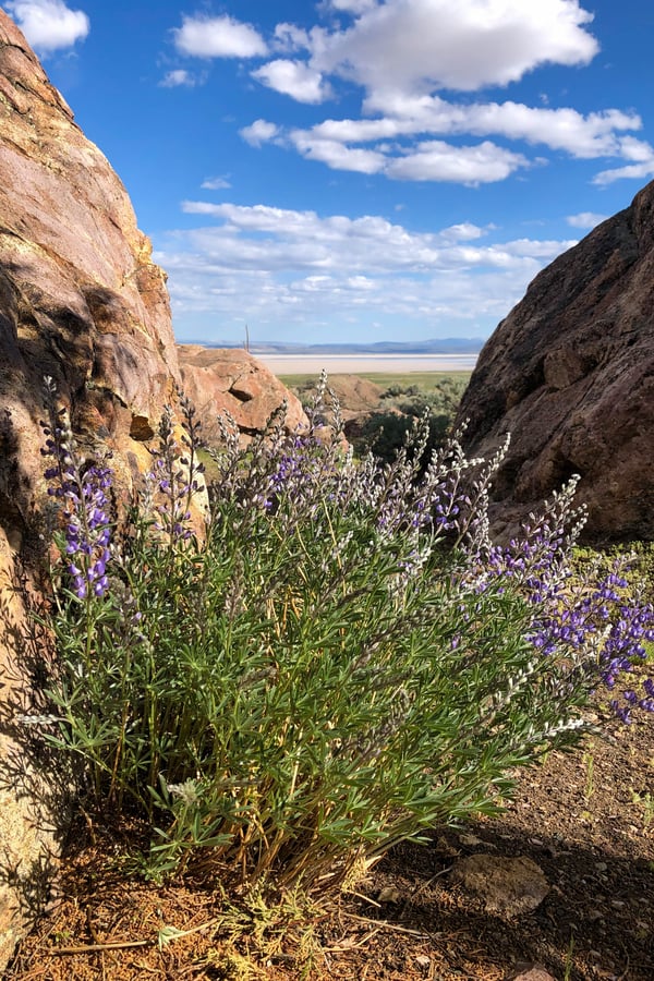 Lupine Alvord Desert Landscape