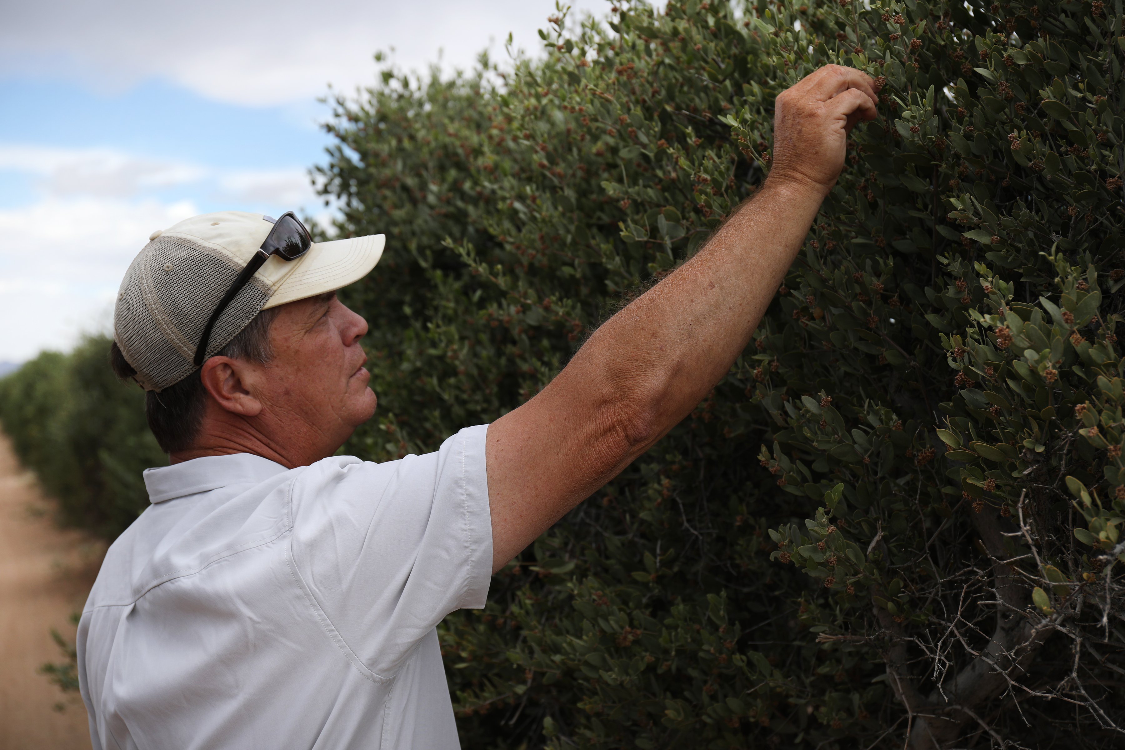 Chip is a jojoba farmer in Arizona. He's inspecting his shrubs which are beginning to fruit under the hot Arizona sun. 