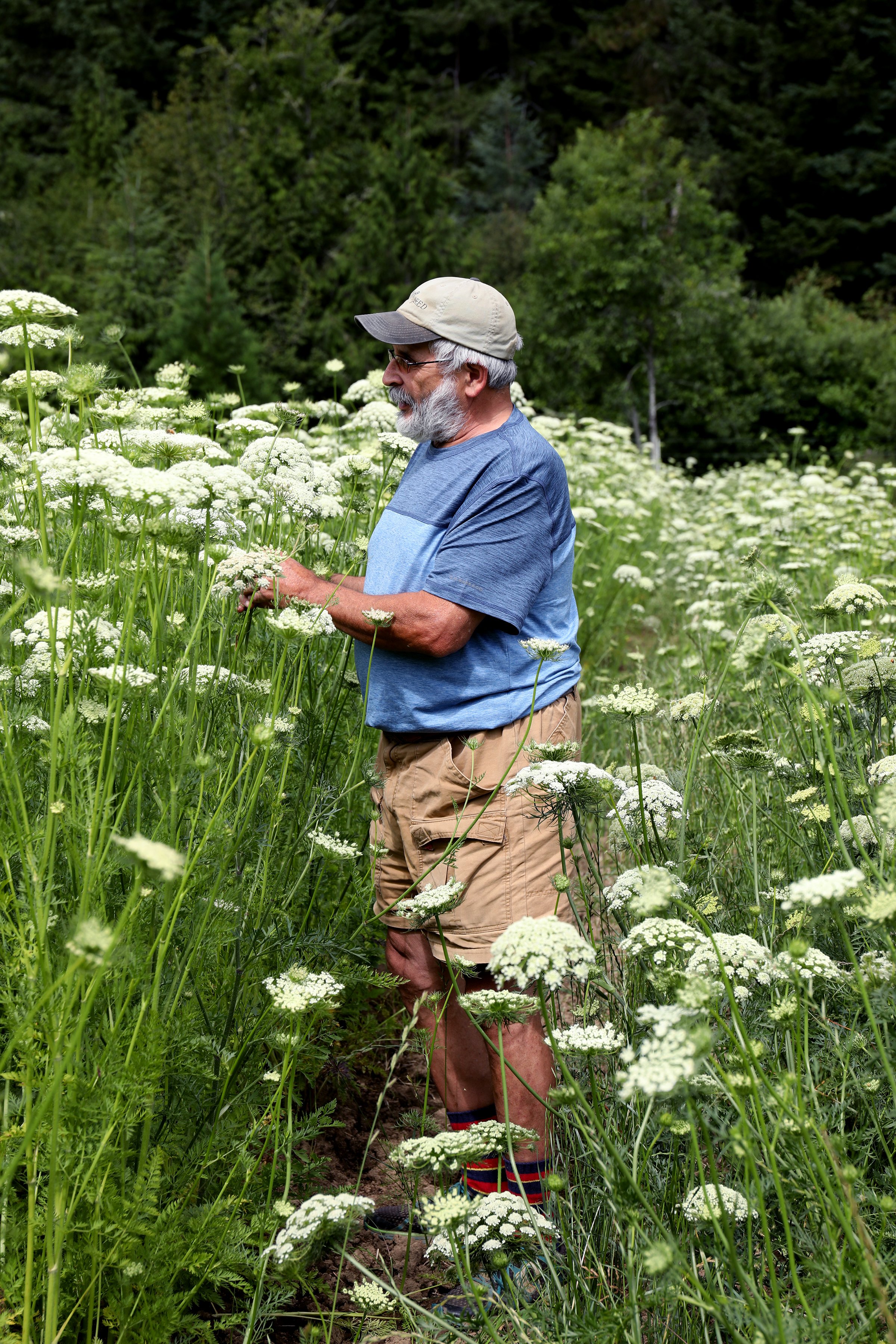 A farmer inspecting a field of blooming wild carrot flowers on a farm in Oregon.