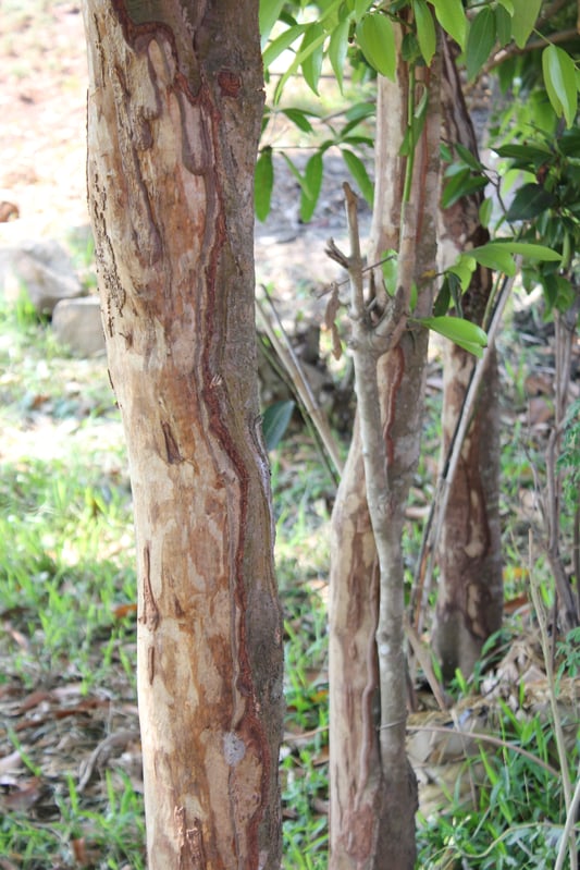 cassia tree trunks display sustainable bark trials