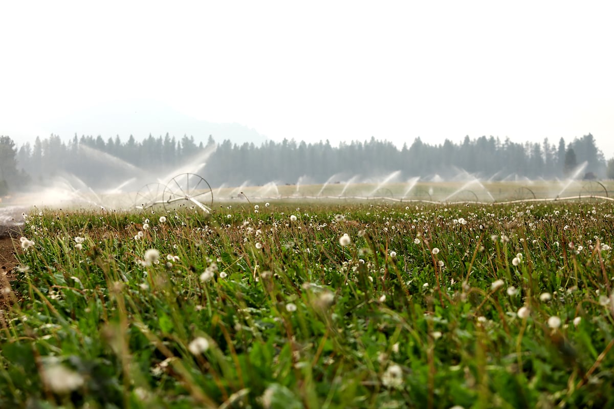 Field of organic dandelions in seed with irrigation in background.