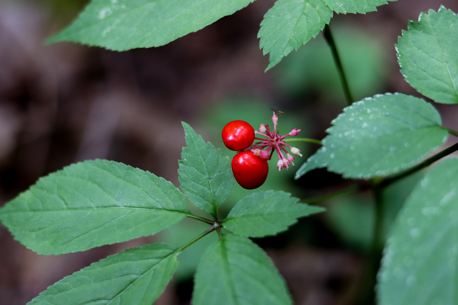 A Forest Grown Future for Pennsylvania’s Precious Ginseng