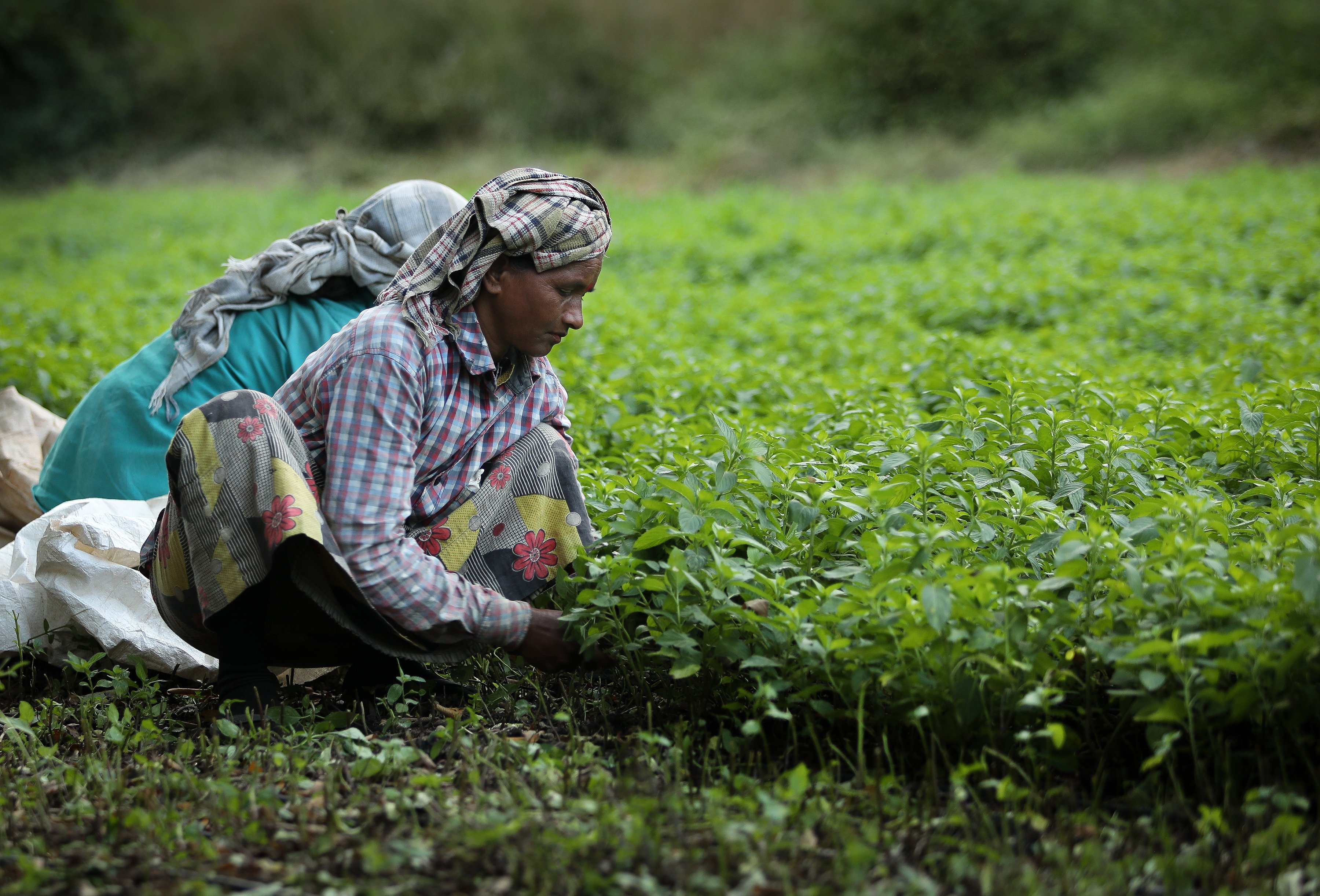 Fair trade practices are beneficial to farmers and their families by allowing them to invest in themselves and their communities. These women are tending to a crop in India where their families and communities benefit from fair trade practices. 
