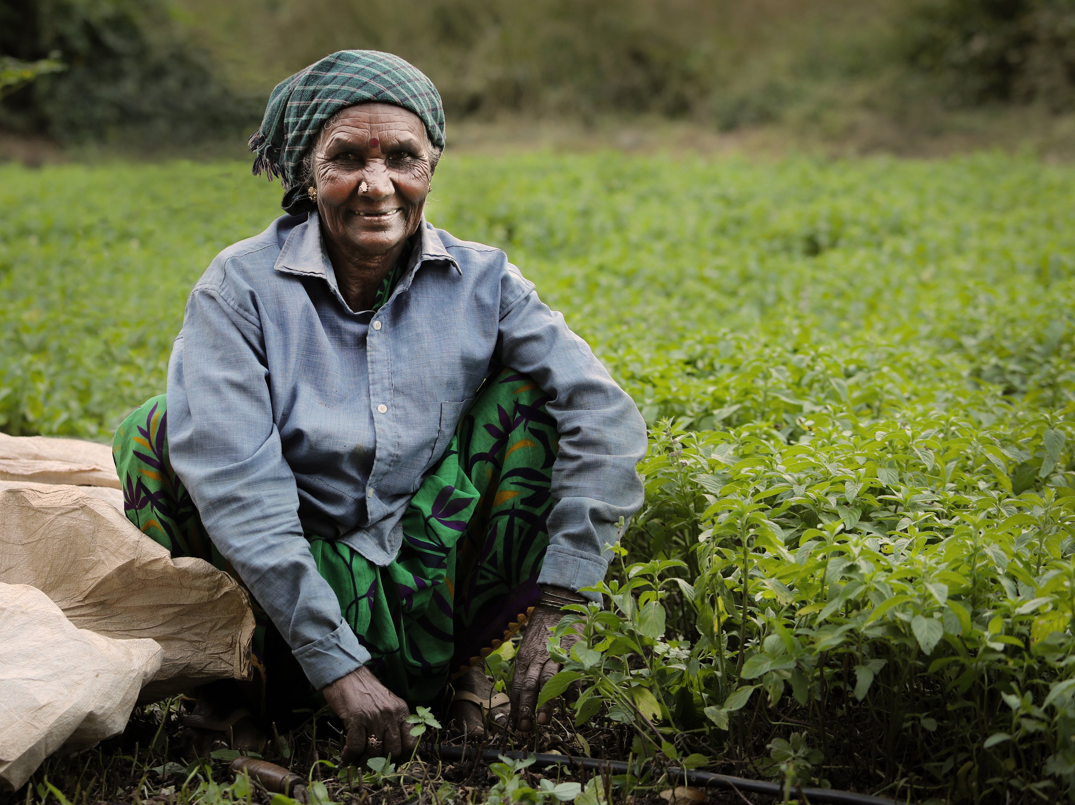 A fair trade farmer in India pauses from field work to pose for the camera. Female farmers in India are benefitting from fair-trade practices when it comes to sourcing organic botanicals that are grown in their region. An elderly woman tending to crops in India.