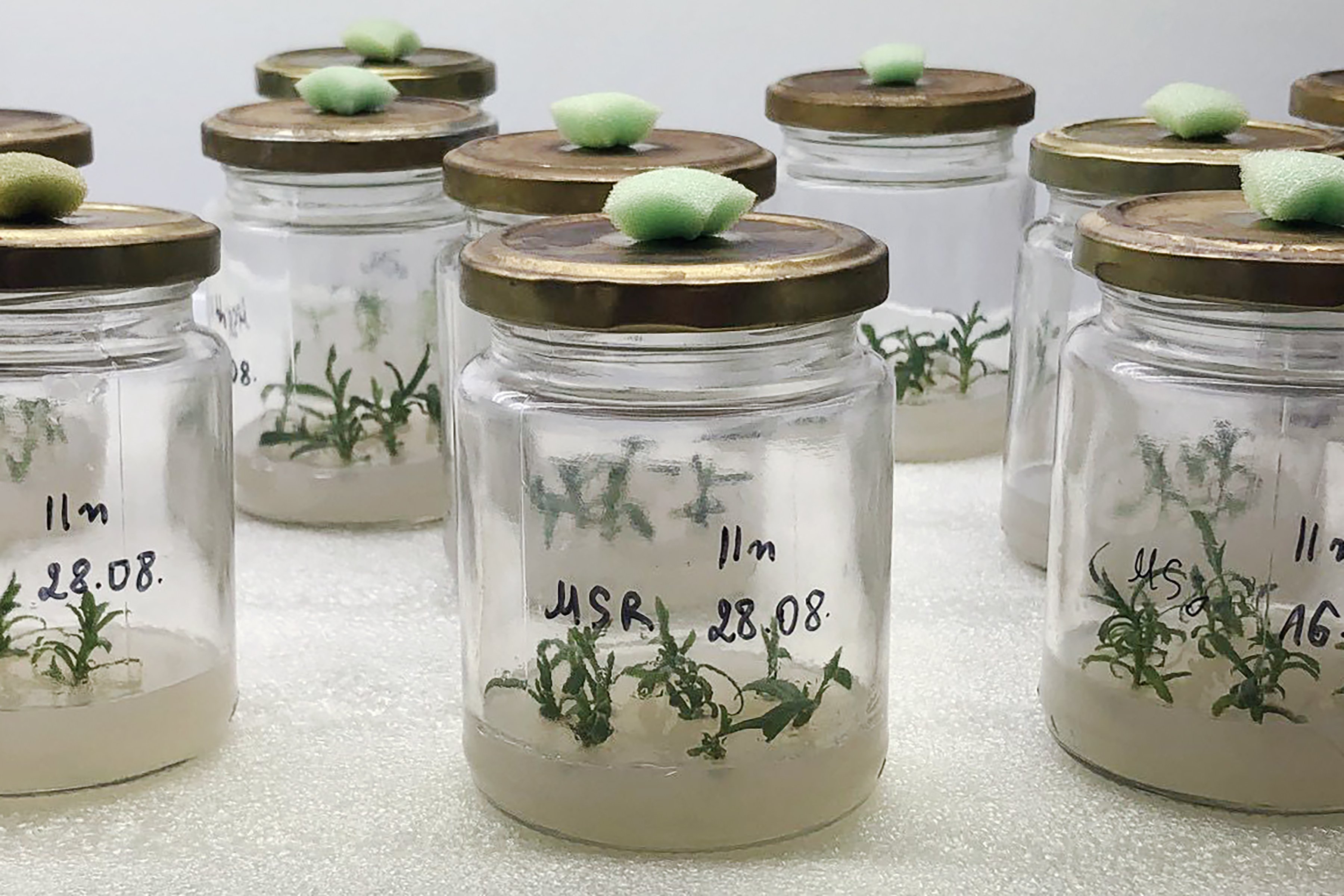 Small clear glass jars with plants beginning to sprout in them with writing on jars. 