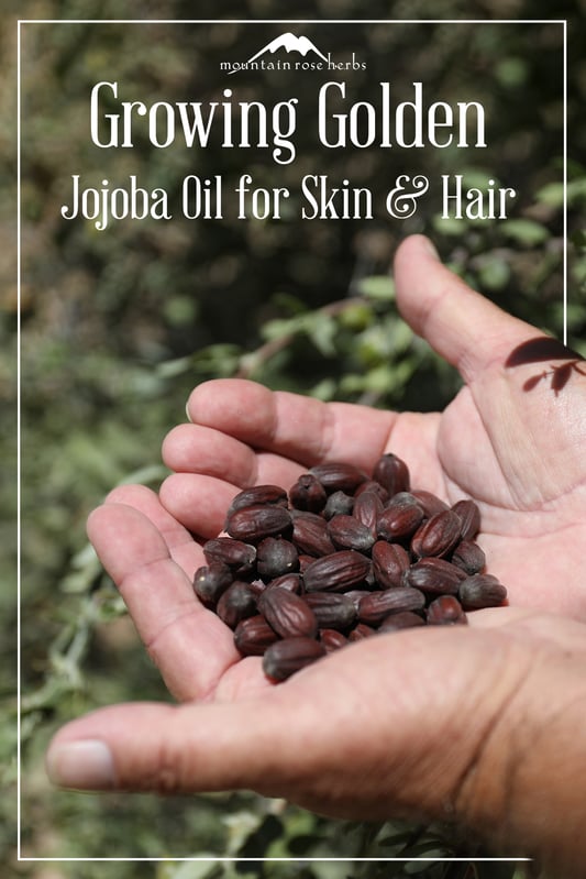 Pinterest link to Mountain Rose Herbs. A handful of fresh jojoba fruits ready to be cold-pressed into pure jojoba oil.