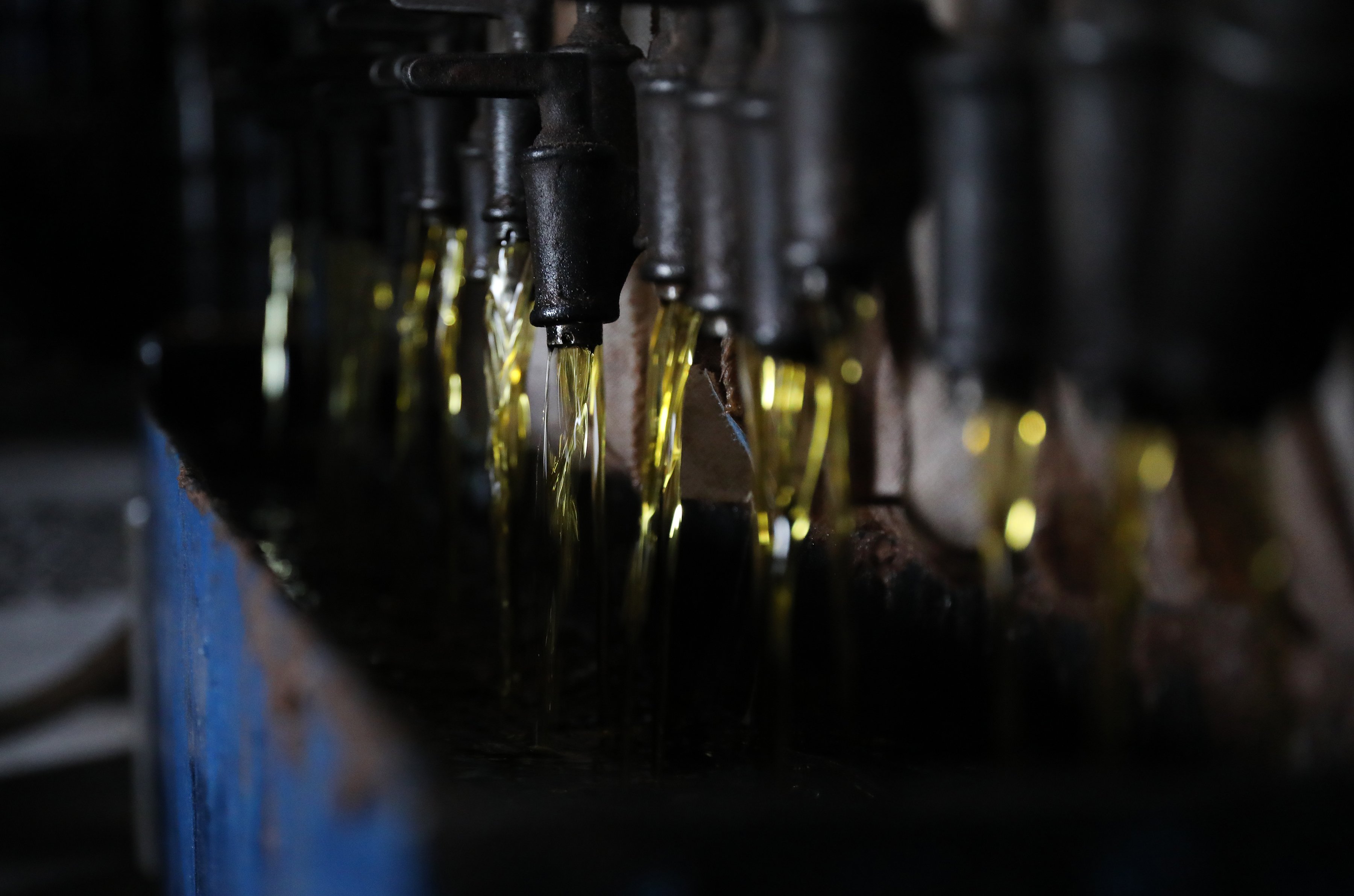 Pure, cold-pressed jojoba oil being produced. Golden in color and fresh oil pouring out of pipes from a press.