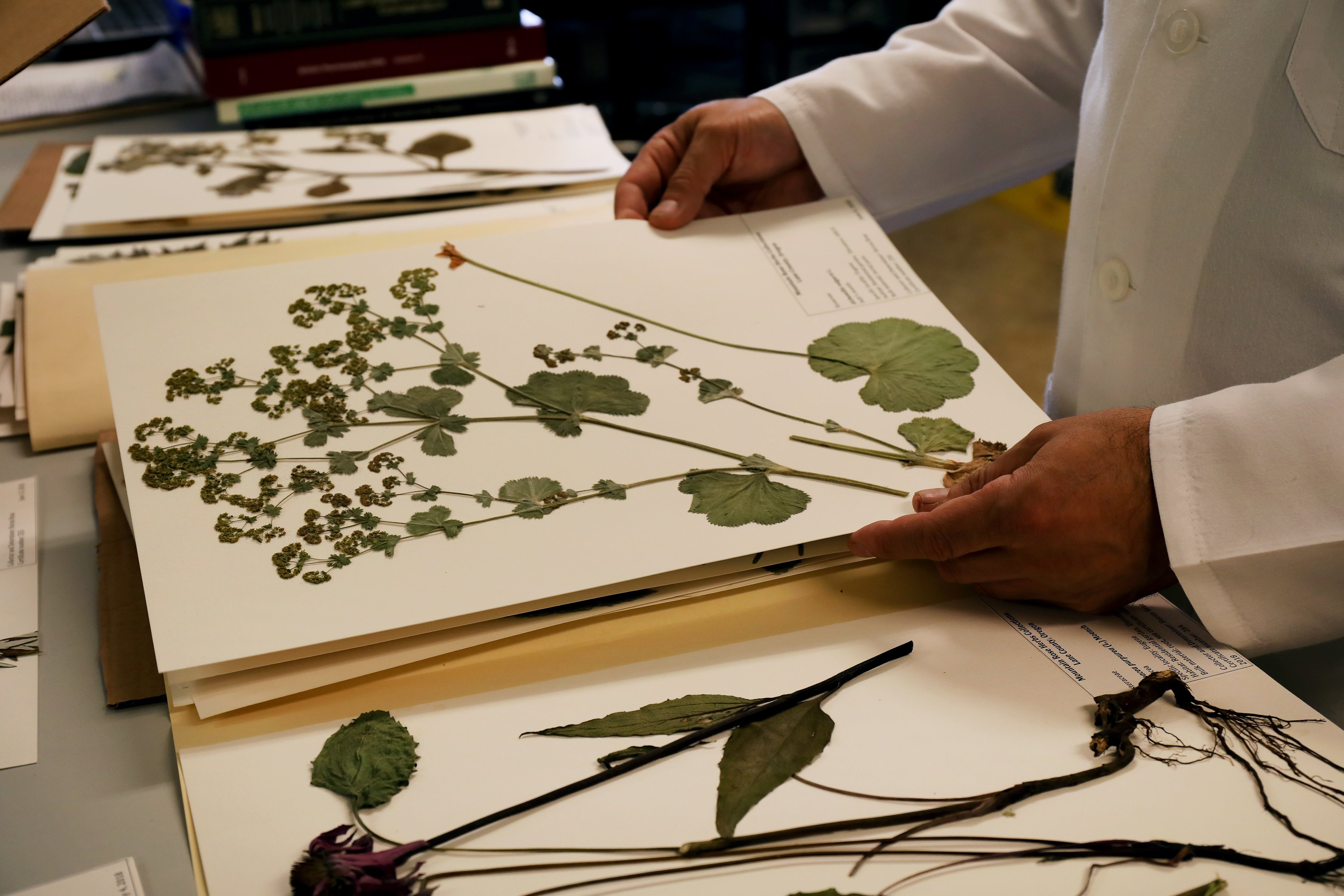 Botanical reference libraries are tools to help with identifying and confirming species of different botanicals. 