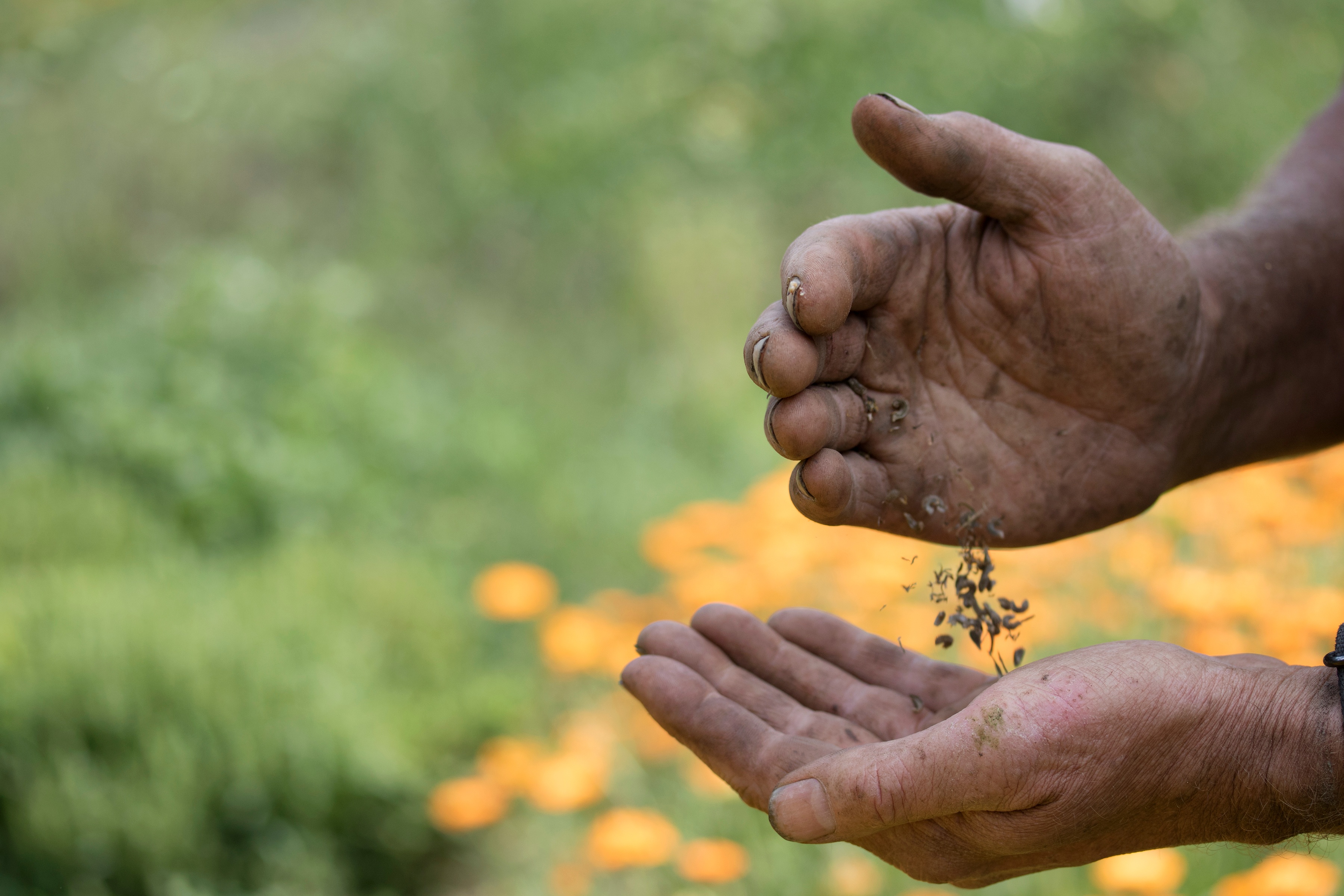 Working hands holding seeds for planting and tossing them between hands