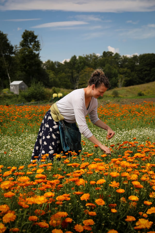 Calendula flower harvest on Foster Farm in Vermont.