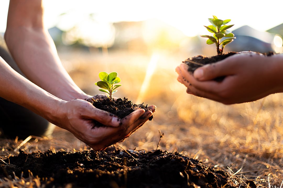 Hands of two people holding soil and a seedling.